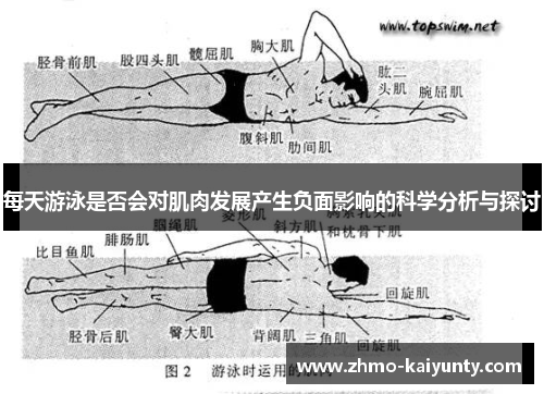 每天游泳是否会对肌肉发展产生负面影响的科学分析与探讨